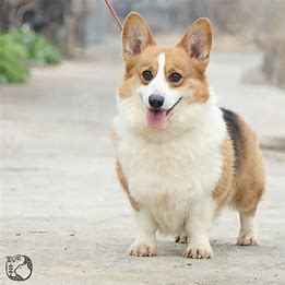 搭建Hexo博客的随笔记录与注意事项